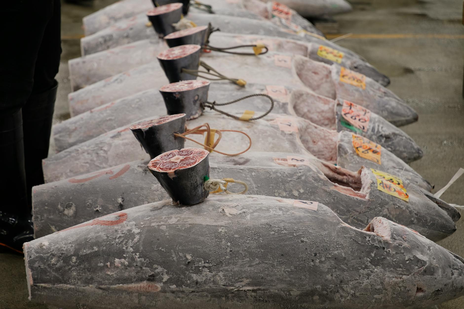 Zamrożone tuńczyki ułożone w rzędzie na aukcji w tokijskiej hali rybnej